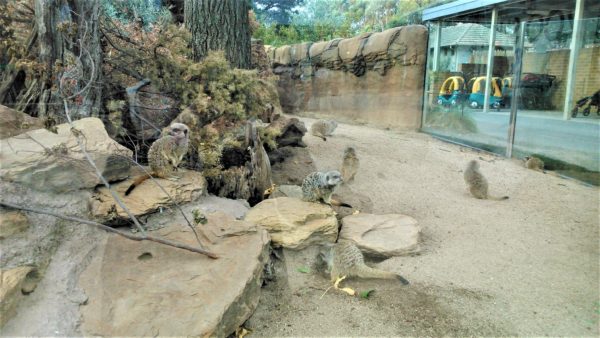 オーストラリアのメルボルン動物園のミーアキャット