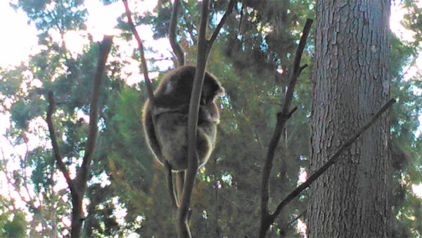 オーストラリアのメルボルン動物園のコアラ