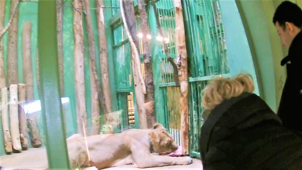 【穴場】リフトがある広大な敷地のプラハ動物園！迫力満点な動物たちにあえる！