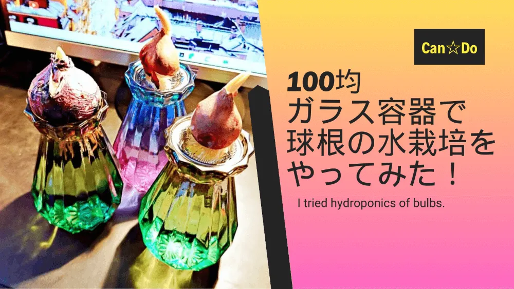 【100均】キャンドゥのガラス容器でヒヤシンス球根の水栽培をやってみた！